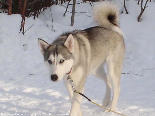 Photo de Husky siberien