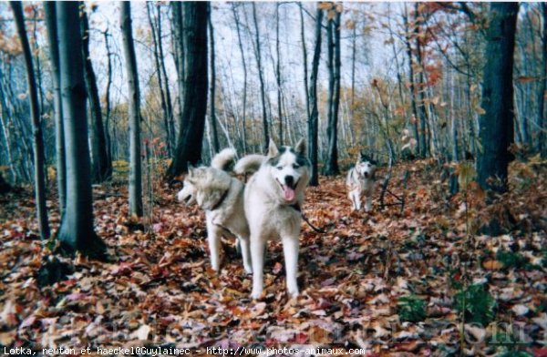 Photo de Husky siberien