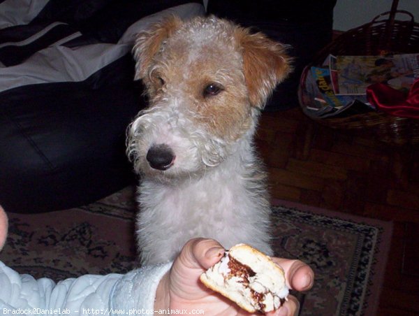 Photo de Fox terrier  poil dur