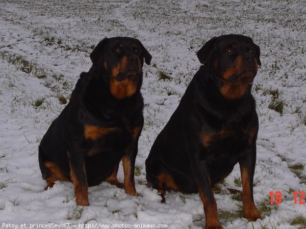 Photo de Rottweiler