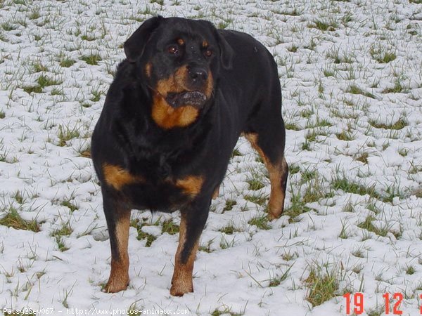 Photo de Rottweiler