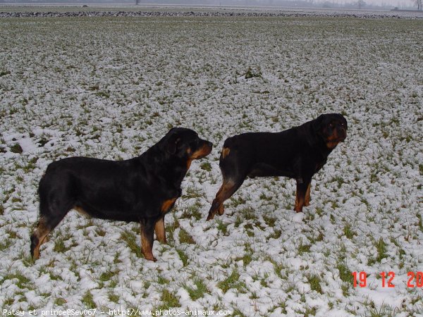 Photo de Rottweiler