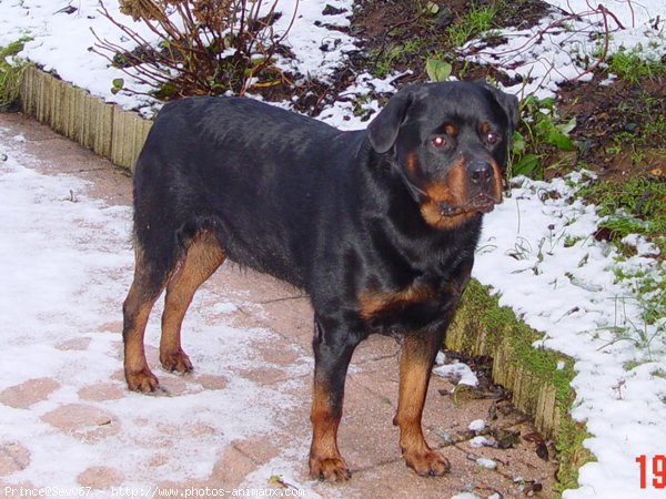 Photo de Rottweiler