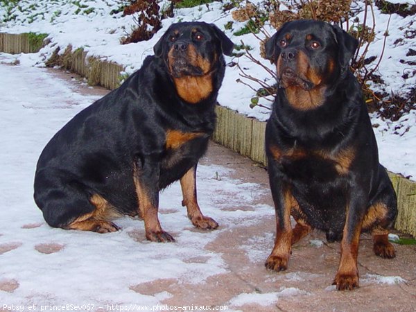 Photo de Rottweiler