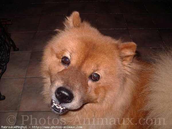 Photo de Chow chow