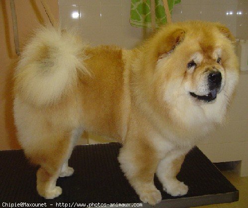 Photo de Chow chow