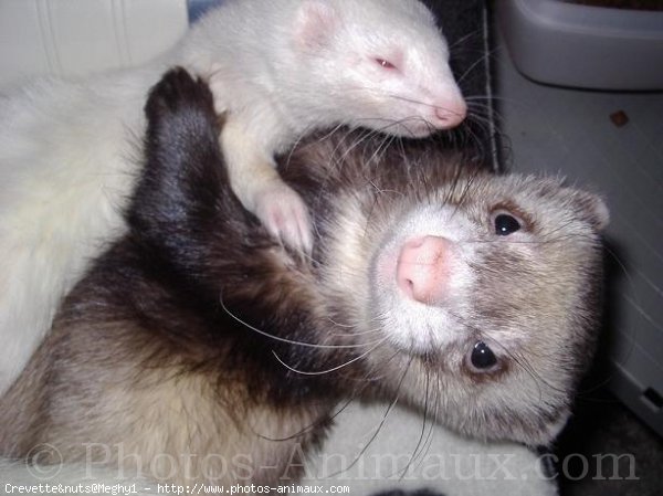 Photo de Furet