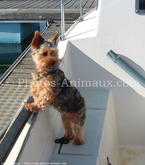 Photo de Yorkshire terrier