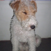 Photo de Fox terrier  poil dur