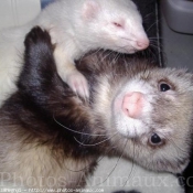 Photo de Furet