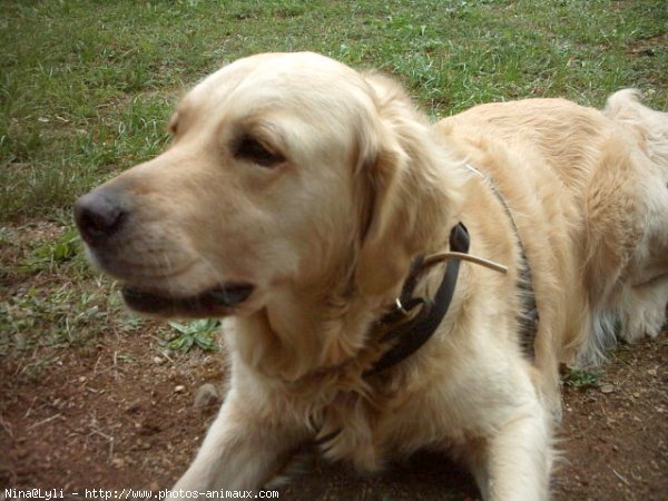 Photo de Golden retriever