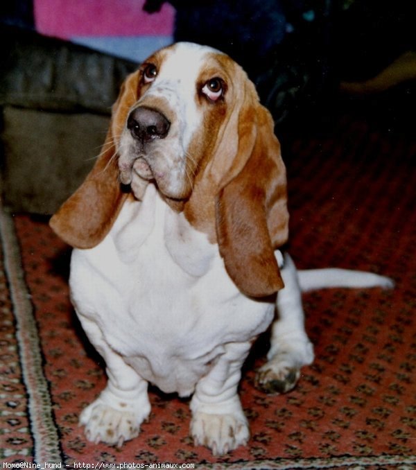 Photo de Basset hound