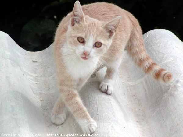 Photo de Chat domestique