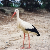 Photo de Cigogne