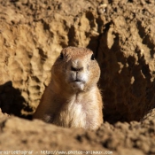 Photo de Chien de prairie