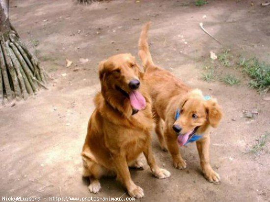 Photo de Golden retriever