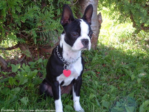 Photo de Boston terrier