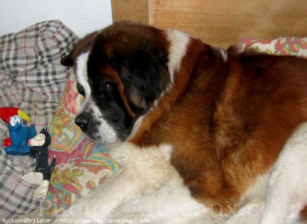 Photo de Saint-bernard poil long