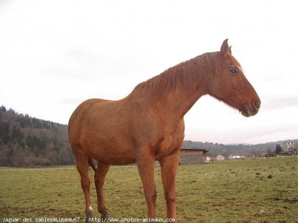 Photo de New forest