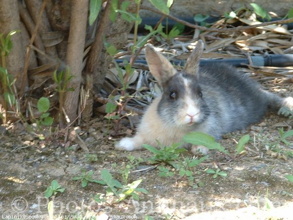 Photo de Lapin