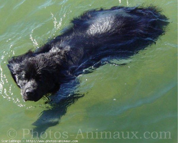 Photo de Chien de terre-neuve