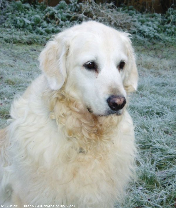 Photo de Golden retriever