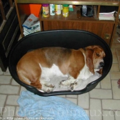 Photo de Basset hound