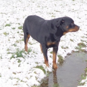 Photo de Rottweiler