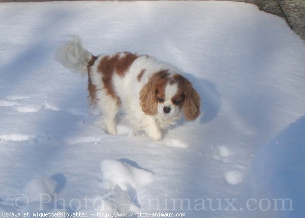 Photo de Cavalier king charles spaniel