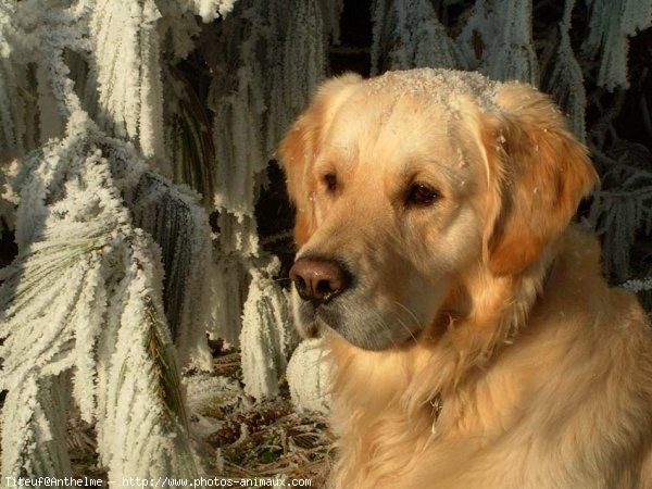 Photo de Golden retriever