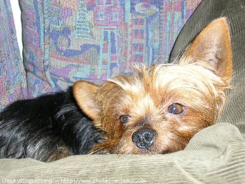 Photo de Yorkshire terrier