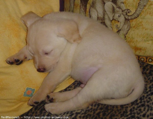 Photo de Labrador retriever