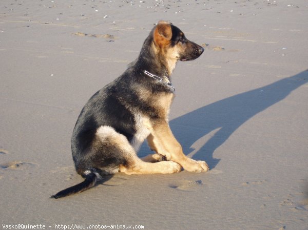 Photo de Berger allemand  poil court