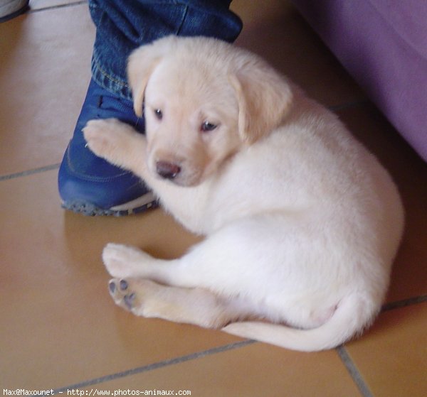 Photo de Labrador retriever