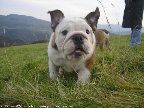 Photo de Bulldog