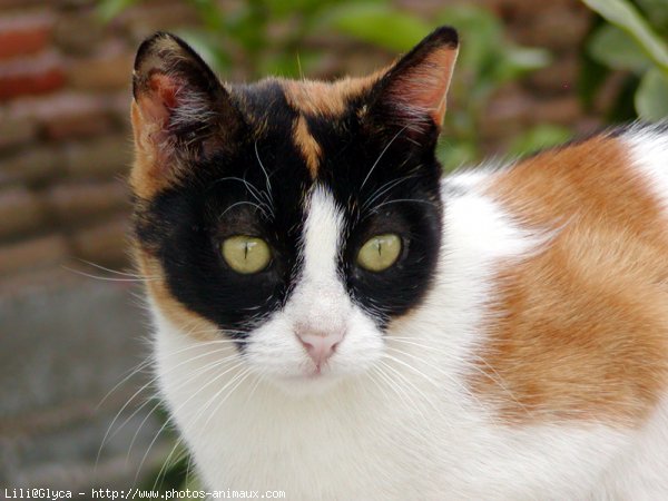 Photo de Chat domestique