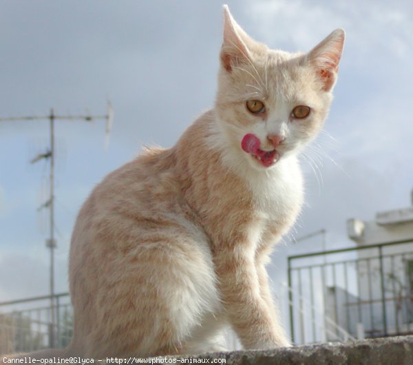 Photo de Chat domestique