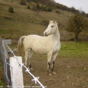 Photo d'Appaloosa