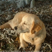 Photo de Golden retriever