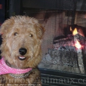 Photo d'Airedale terrier