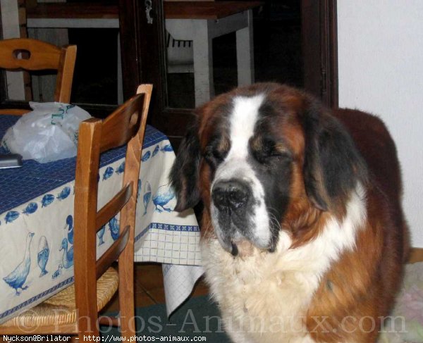 Photo de Saint-bernard poil long