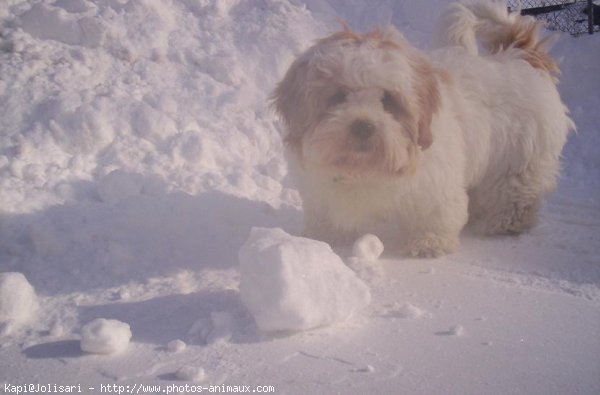 Photo de Lhassa apso