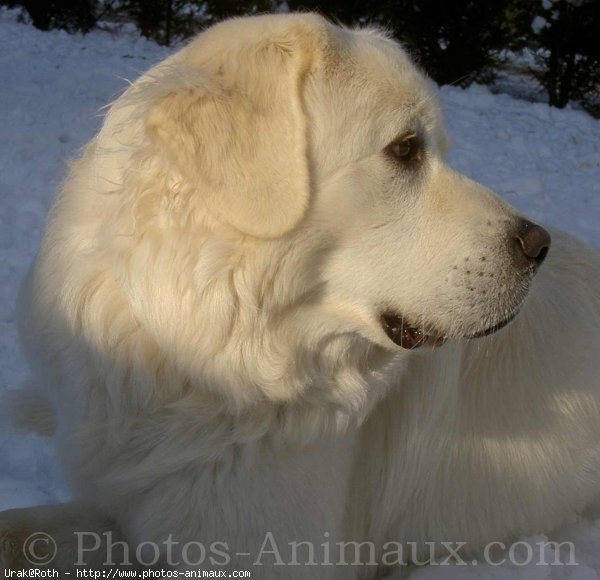 Photo de Chien de berger des tatras