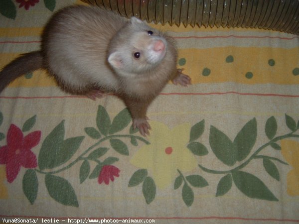 Photo de Furet