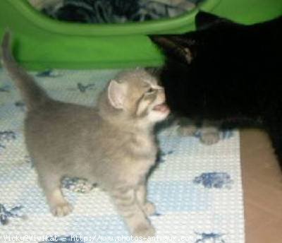 Photo de British shorthair