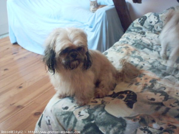 Photo de Shih tzu