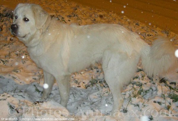 Photo de Chien de berger des tatras