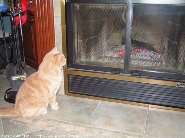 Photo de Chat domestique