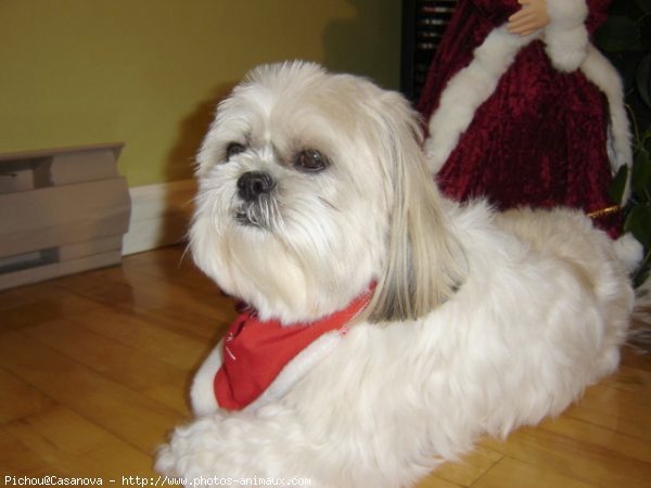 Photo de Shih tzu