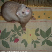 Photo de Furet